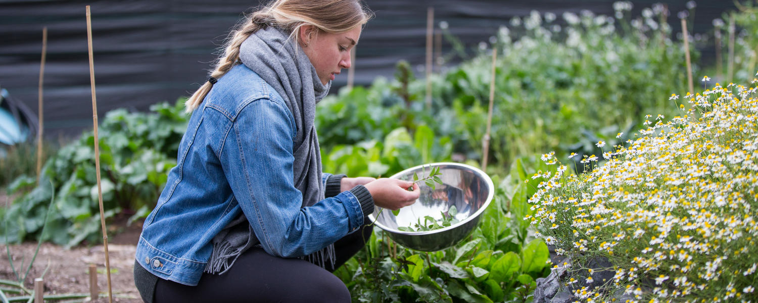 Edible Gardens