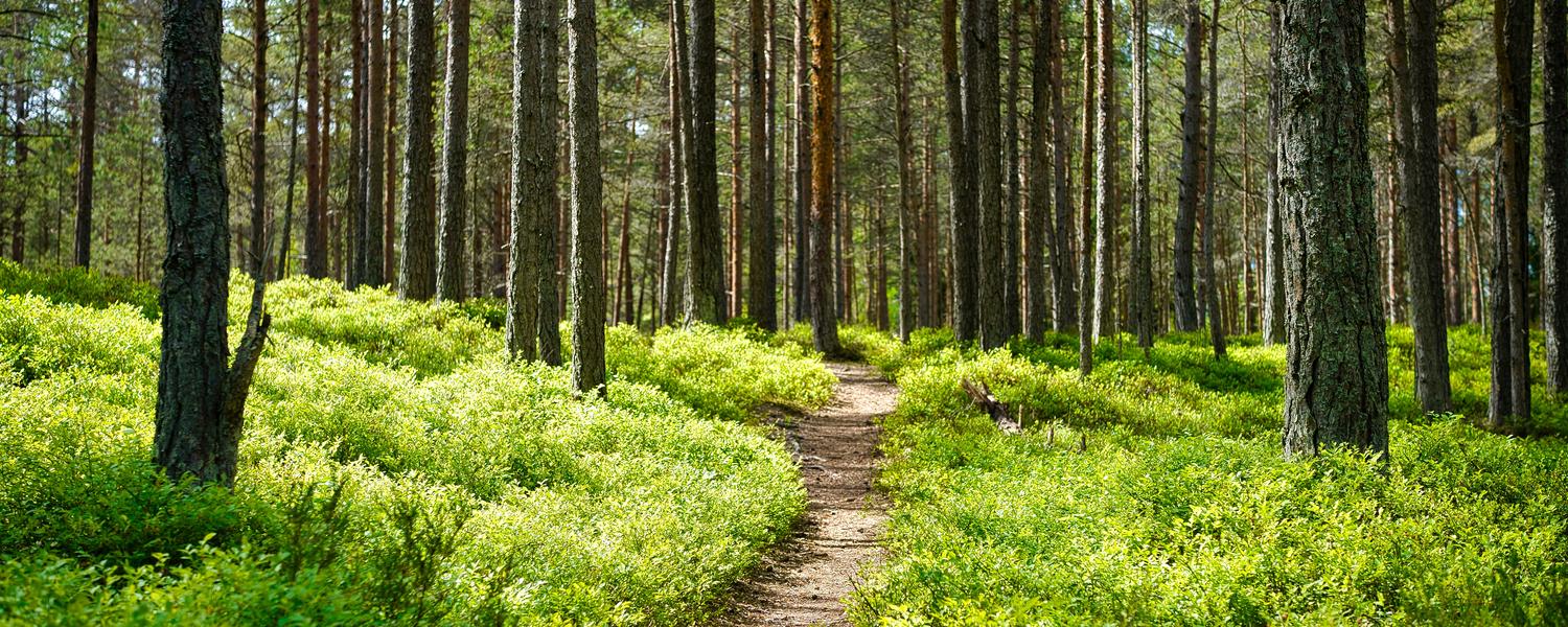 A path stretching into a wooded area