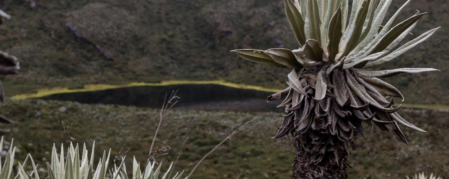 Paramo Colombiano- Foto de Lechner