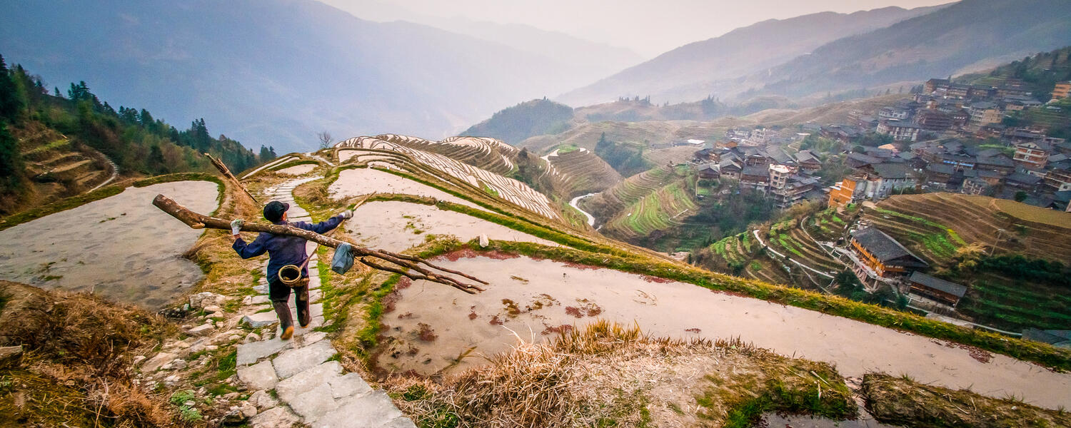 A fisherman, walking narrow paths along terraced rice fields