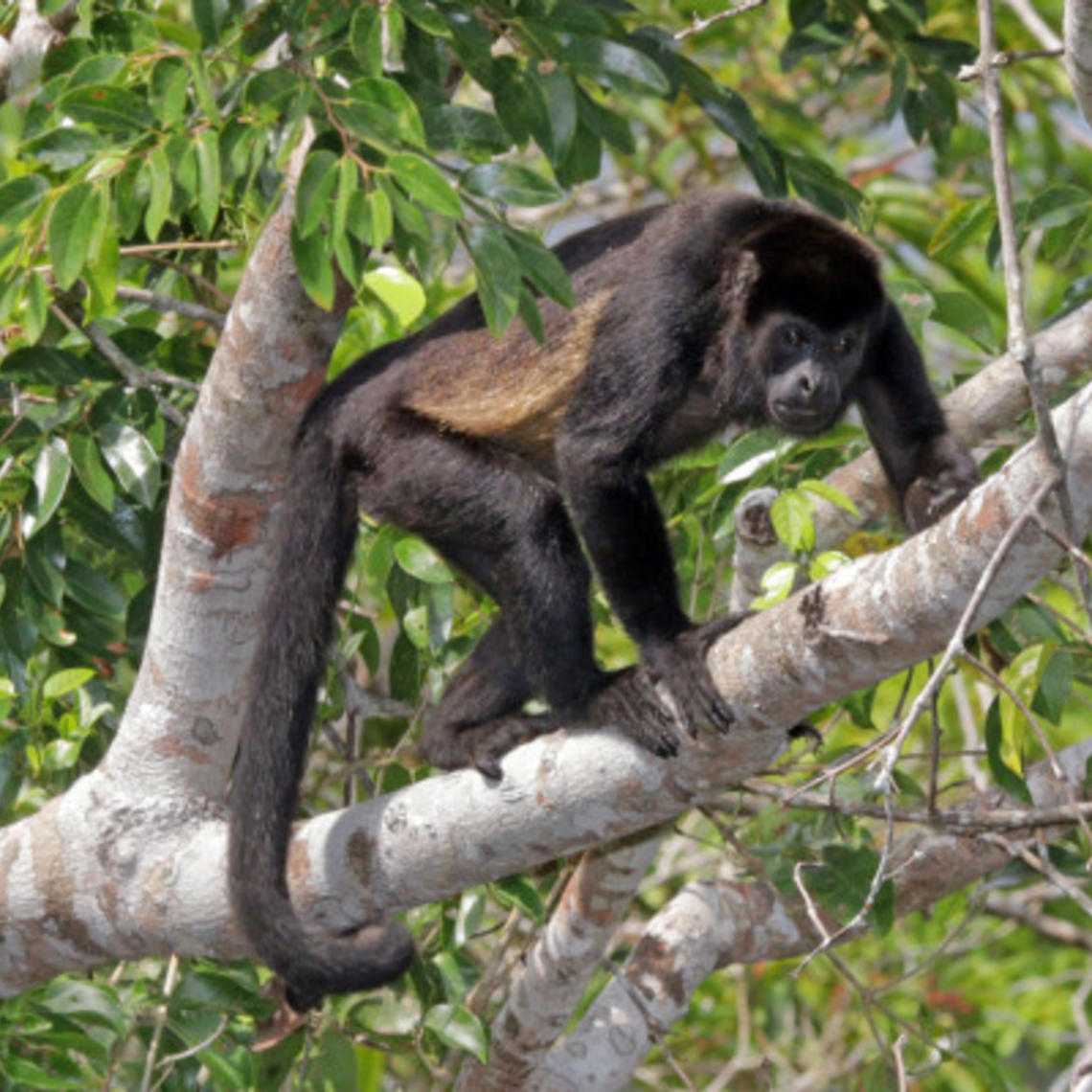 An adult Mantled Howler Monkey (Alouatta Palliata) climbing on a tree branch
