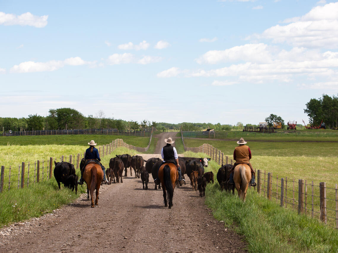 three people on horseback leading cattle down a road in a field