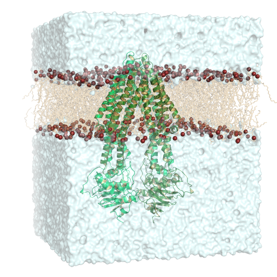 abc_transporters