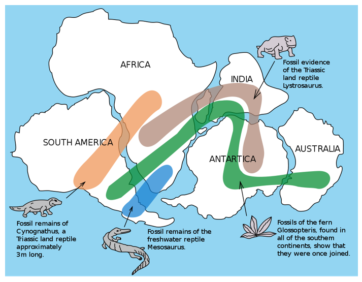 Fossils across continents