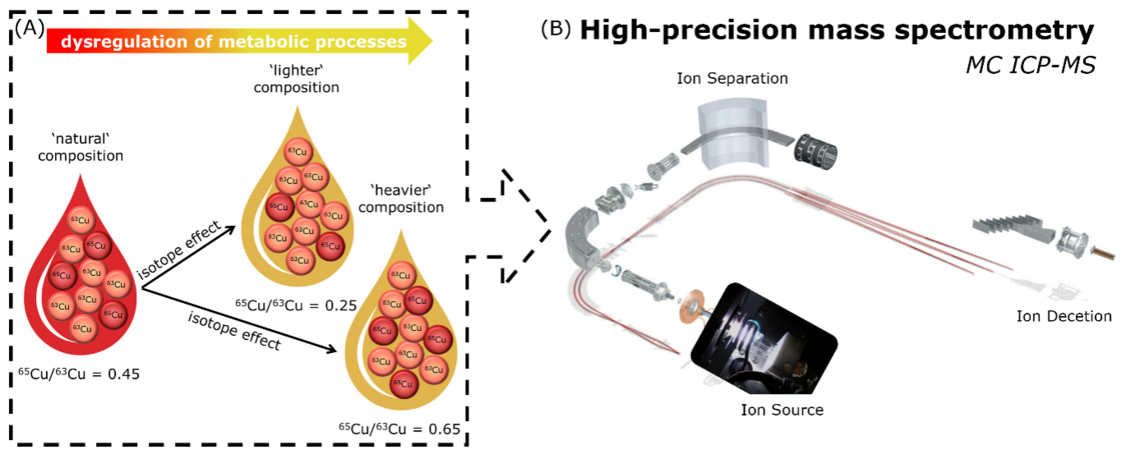 Simplified illustration of the isotope effect as result of a dysregulation of a metabolic process using the example of Cu isotopes in blood and MC ICP-MS.