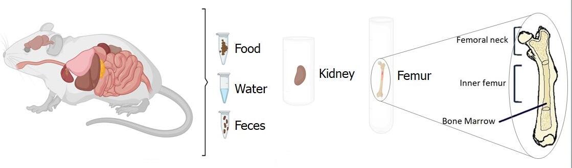 Diagram of a mouse showing places where calcium content is of interest.