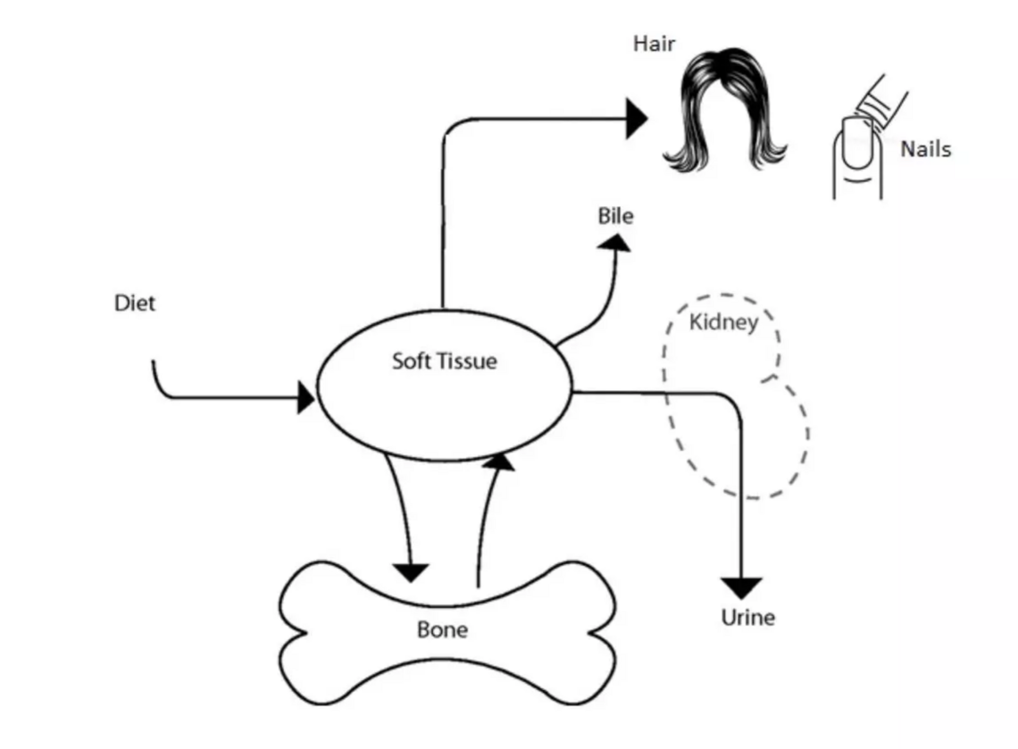 Schematic of calcium flow in the body.