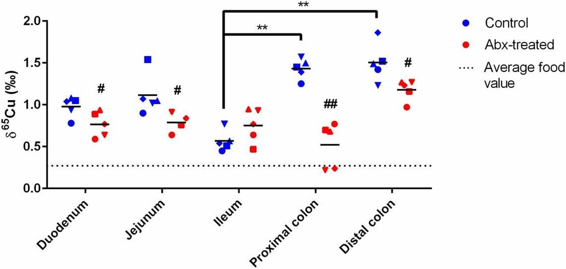 Plot showing antibiotic treatment affects the expression levels of copper transporters and the isotopic composition of copper in the colon of mice. 