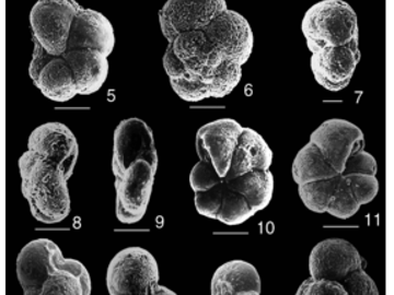different planktonic foraminiferal species