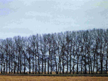 Trees forming a windbreak along highway 2