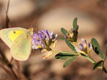 Clouded Sulphur