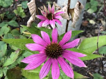 Coneflowers