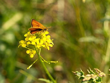 Essex Skipper