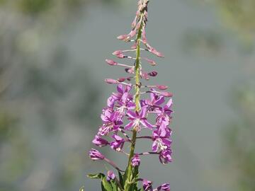 Fireweed