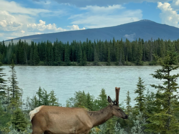 Deer grazing in front of a lake and mountain