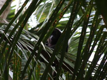 Black howler monkey peering through palm leaves