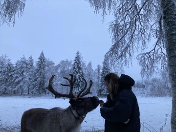 Person feeding a reindeer under a frosty tree
