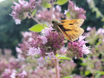 Woodland skipper