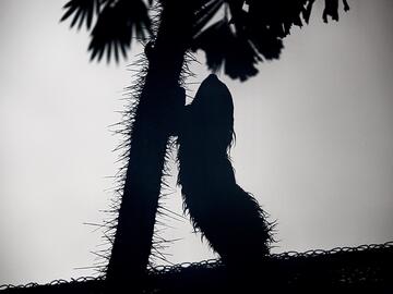 Silhouette of a sloth reaching up along a tree branch