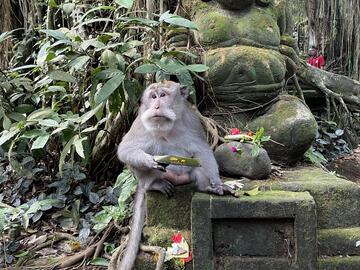 A monkey sitting on a mossy Buddha statue eating offerings of fruit