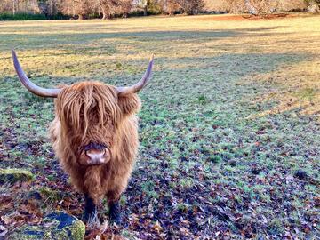 Long-haired highland cow with arching horns, standing facing the camera in a dappled field