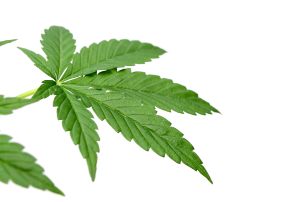 cannabis leaf