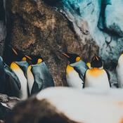 Penguins at the Calgary Zoo