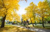 Yellow leaves means it's fall on campus. Two students ride scooters underneath trees.
