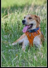 Beige dog laying in the grass