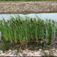 A photo of cattails