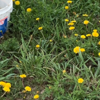 A photo of dandelions