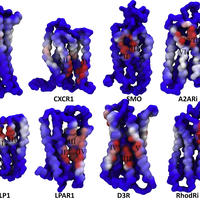 BS-GPCR