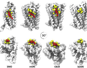 besian_gpcr