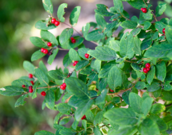 Edible Gardens