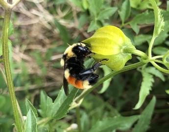 bombus huntii